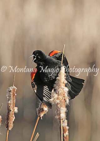 BD179 Red-winged Blackbird