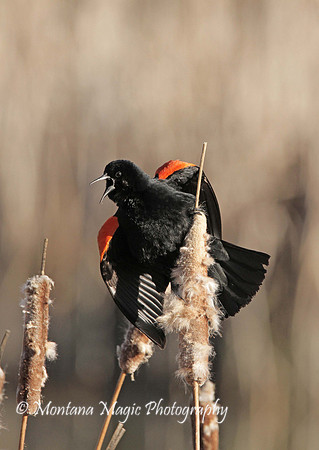 SP104 Red-winged Blackbird