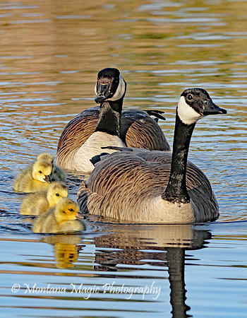 SP103 Canada Geese