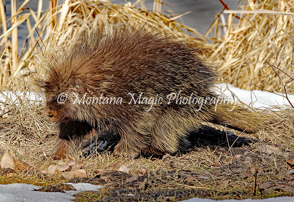 AW140 Porcupine