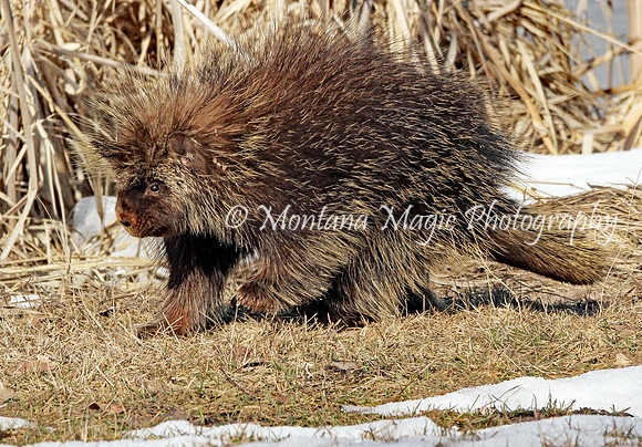AW142 Porcupine