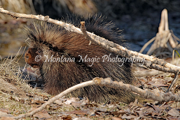 AW144 Porcupine
