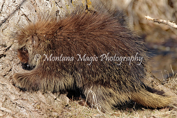 AW145 Porcupine