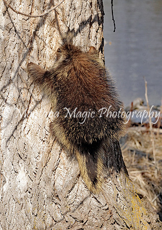 AW147 Porcupine