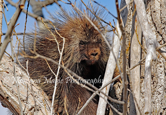 AW150 Porcupine