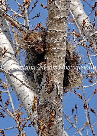 AW154 Porcupine