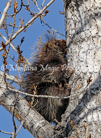 AW153 Porcupine