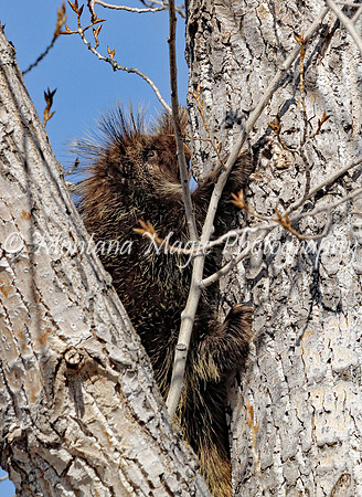 AW152 Porcupine