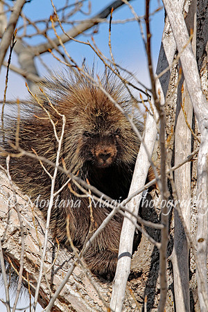 AW151 Porcupine