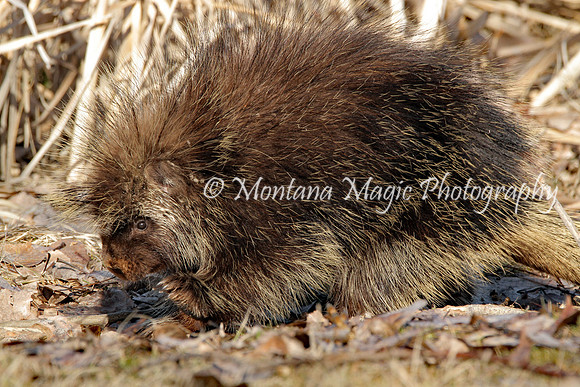 AW155 Porcupine