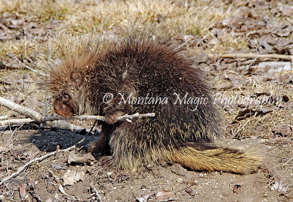 AW157 Porcupine