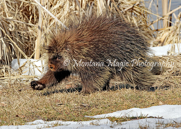 AW141 Porcupine