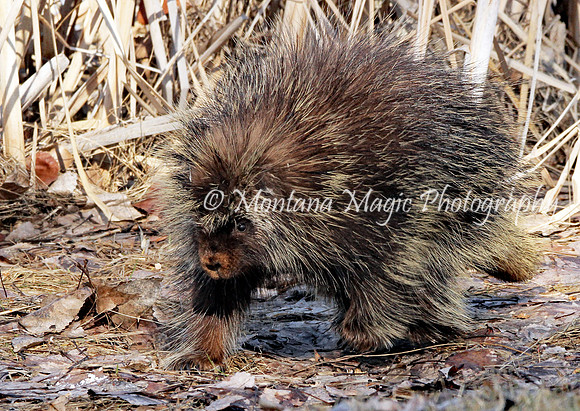 AW143 Porcupine
