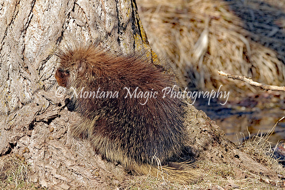 AW146 Porcupine