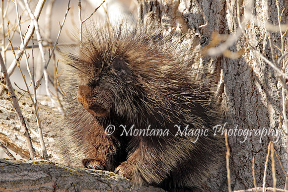 AW148 Porcupine
