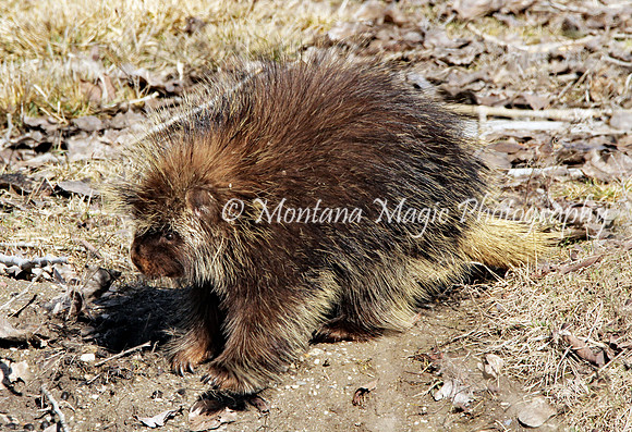 AW156 Porcupine