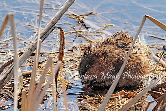 AW158 Muskrat