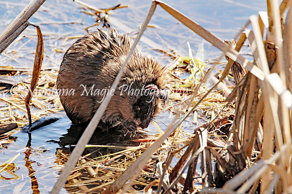 AW161 Muskrat