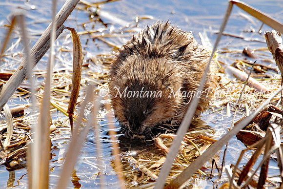 AW163 Muskrat