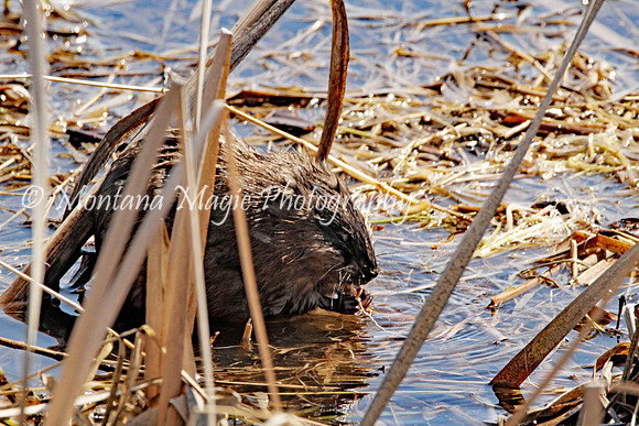 AW162 Muskrat