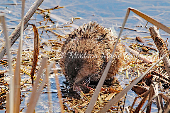 AW164 Muskrat