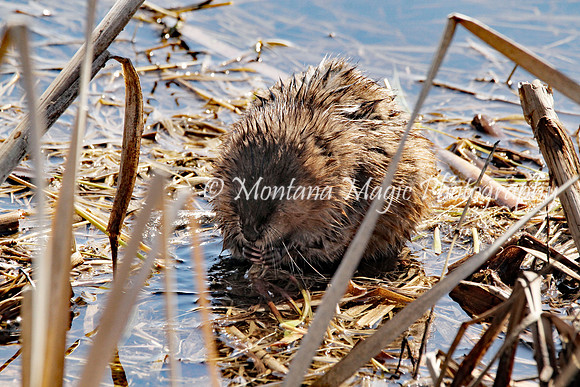 AW165 Muskrat