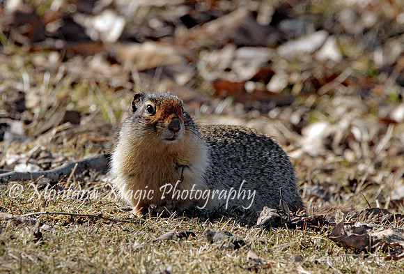 AW166 Ground Squirrel