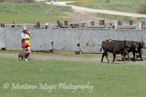 Cricket_3520