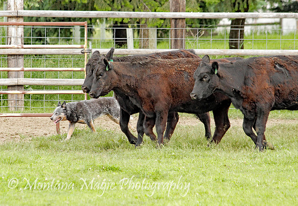 Top_2234