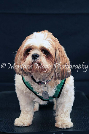 Scout_0260