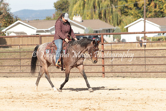 Bay Mare_2694