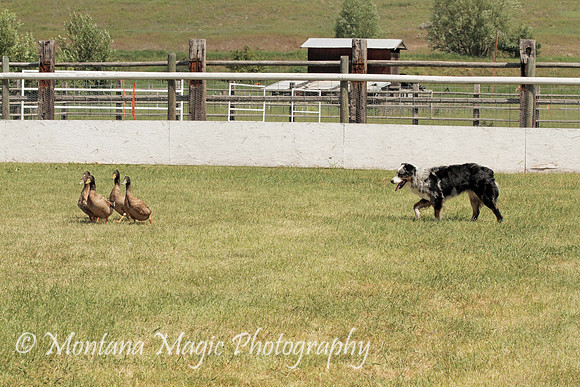 Ducky_8859