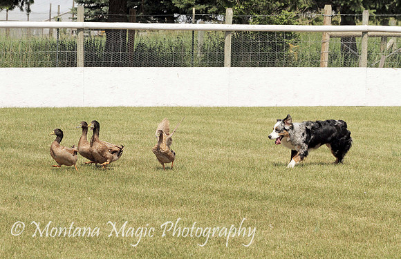 Ducky_8861