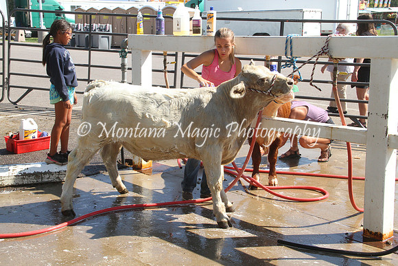 Carnivals and Fairs