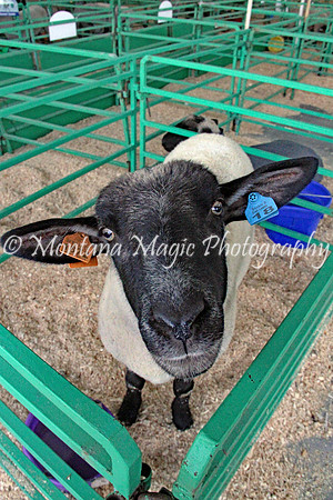 Carnivals and Fairs