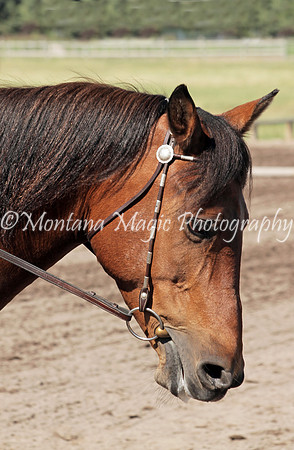 Shelby_0771