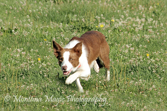 Chip_2301