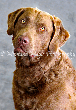 Chessie
