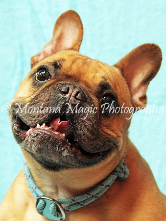 Dexter
