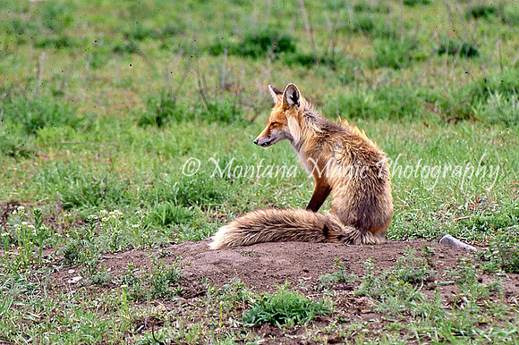 AW171 Fox