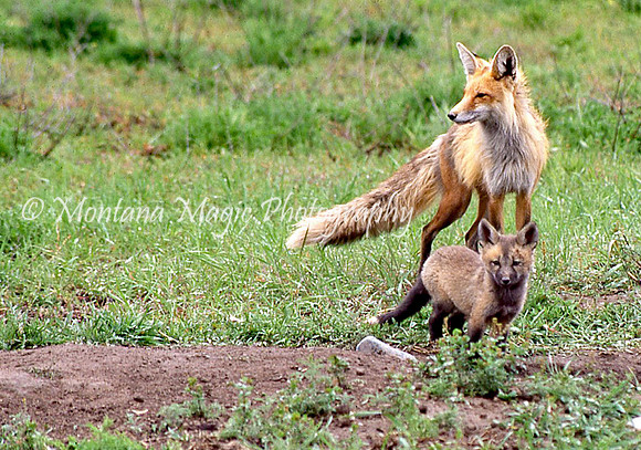 AW169 Fox & Kit
