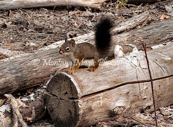 AW174 Pine Squirrel