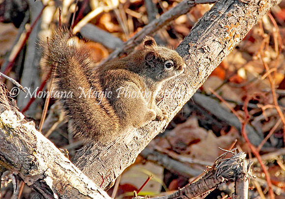 AW173 Pine Squirrel