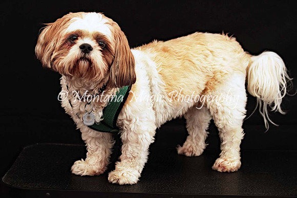 Scout_0256
