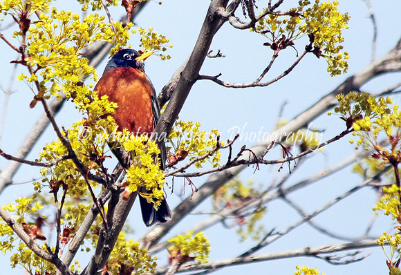 BD182 American Robin
