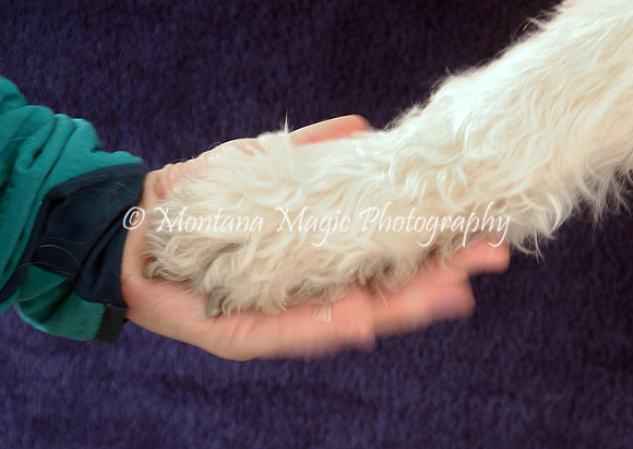 Baxter_9615
