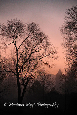 SS115 December Dawn