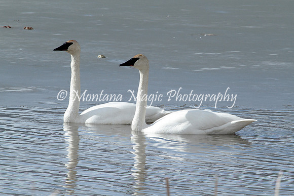 BD190 Trumpeter Swans
