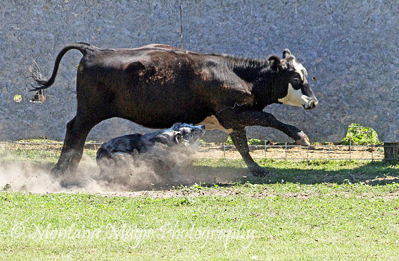 Dually_4696