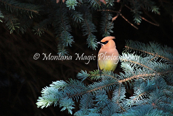 BD181 Cedar Waxwing